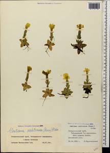 Gentiana verna subsp. oschtenica (Kuzn.) J. J. Halda, Caucasus, Stavropol Krai, Karachay-Cherkessia & Kabardino-Balkaria (K1b) (Russia)