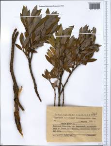 Salix glauca L., Siberia, Western (Kazakhstan) Altai Mountains (S2a) (Kazakhstan)