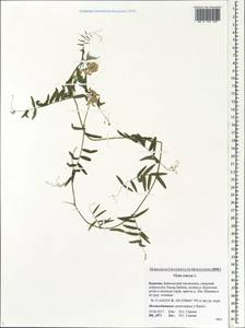Vicia cracca L., Siberia, Baikal & Transbaikal region (S4) (Russia)