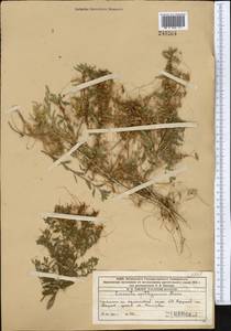 Cuscuta epithymum (L.) L., Middle Asia, Western Tian Shan & Karatau (M3) (Kazakhstan)