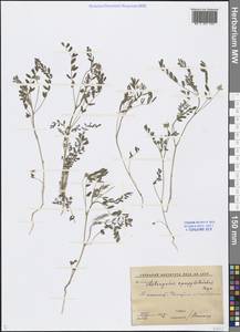 Astragalus campylotrichus Bunge, Middle Asia, Syr-Darian deserts & Kyzylkum (M7) (Uzbekistan)