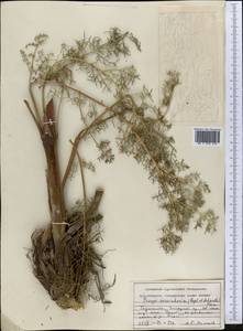 Prangos pabularia subsp. sarawschanica (Regel & Schmalh.) Lyskov & Pimenov, Middle Asia, Pamir & Pamiro-Alai (M2) (Tajikistan)