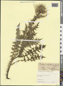 Cirsium obvallatum (M.Bieb.) M.Bieb., Caucasus, Dagestan (K2) (Russia)