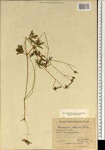Geranium collinum Stephan ex Willd., Mongolia (MONG) (Mongolia)