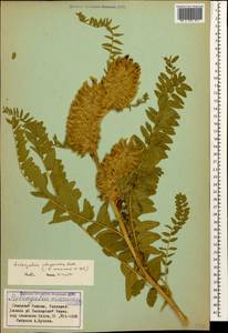 Astragalus alopecurus Pall. ex DC., Caucasus, Stavropol Krai, Karachay-Cherkessia & Kabardino-Balkaria (K1b) (Russia)