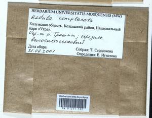 Radula complanata (L.) Dumort., Bryophytes, Bryophytes - Middle Russia (B6) (Russia)