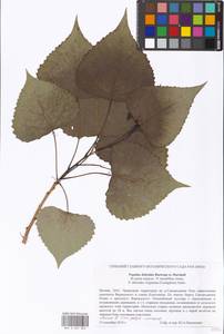 Populus deltoides, Eastern Europe, Moscow region (E4a) (Russia)