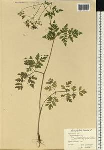 Chaerophyllum temulum L., Eastern Europe, Central forest-and-steppe region (E6) (Russia)