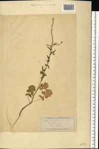 Sisymbrium officinale (L.) Scop., Eastern Europe, Moscow region (E4a) (Russia)