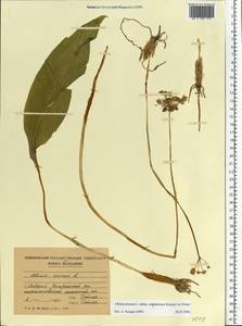 Allium ursinum L., Eastern Europe, Moldova (E13a) (Moldova)