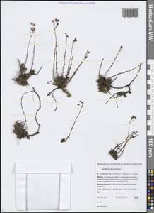 Saxifraga bronchialis L., Siberia, Western Siberia (S1) (Russia)