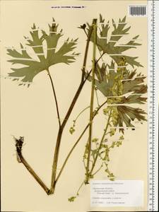 Aconitum lycoctonum subsp. lasiostomum (Rchb.) Warncke, Eastern Europe, Western region (E3) (Russia)