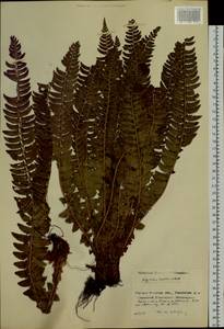 Polystichum lonchitis (L.) Roth, Siberia, Baikal & Transbaikal region (S4) (Russia)