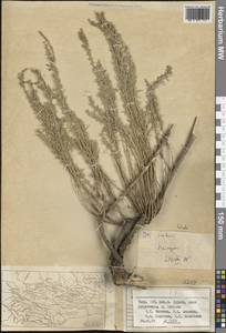 Salsola, Middle Asia, Pamir & Pamiro-Alai (M2) (Tajikistan)