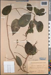 Actinidia arguta (Siebold & Zucc.) Planch. ex Miq., Siberia, Russian Far East (S6) (Russia)