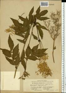 Filipendula ulmaria (L.) Maxim., Eastern Europe, Moscow region (E4a) (Russia)