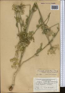 Scaligeria hirtula (Regel & Schmalh.) Lipsky ex Korovin, Middle Asia, Pamir & Pamiro-Alai (M2) (Uzbekistan)