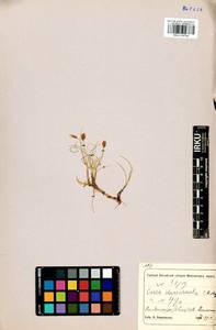 Carex duriuscula C.A.Mey., Siberia, Altai & Sayany Mountains (S2) (Russia)
