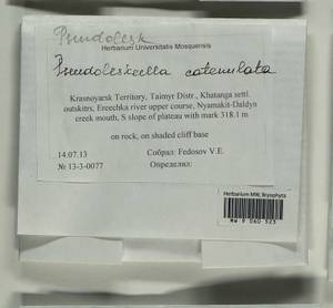 Pseudoleskeella catenulata (Brid. ex Schrad.) Kindb., Bryophytes, Bryophytes - Krasnoyarsk Krai, Tyva & Khakassia (B17) (Russia)