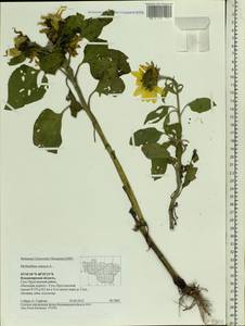 Helianthus annuus L., Eastern Europe, Central region (E4) (Russia)