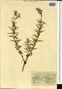 Chamaenerion colchicum (Albov) Steinb., Caucasus, Stavropol Krai, Karachay-Cherkessia & Kabardino-Balkaria (K1b) (Russia)