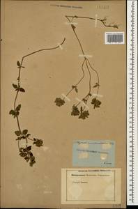 Thymus nummularius M.Bieb., Caucasus (no precise locality) (K0)