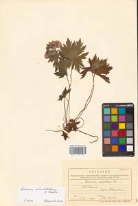 Geranium erianthum DC., Siberia, Russian Far East (S6) (Russia)