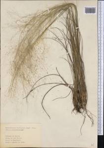 Muhlenbergia capillaris (Lam.) Trin., America (AMER) (Cuba)