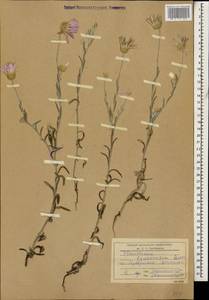 Xeranthemum squarrosum Boiss., Caucasus, Dagestan (K2) (Russia)