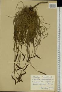 Plantago maritima L., Eastern Europe, South Ukrainian region (E12) (Ukraine)