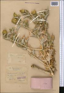 Cousinia minkwitziae Bornm., Middle Asia, Western Tian Shan & Karatau (M3)