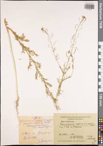 Descurainia sophia (L.) Webb ex Prantl, Eastern Europe, Central region (E4) (Russia)