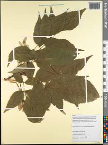 Fraxinus pennsylvanica Marshall, Caucasus, Krasnodar Krai & Adygea (K1a) (Russia)