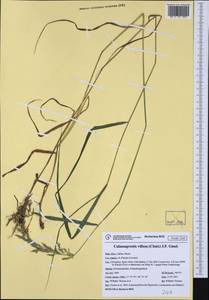 Calamagrostis villosa (Chaix) J.F.Gmel., Western Europe (EUR) (Italy)