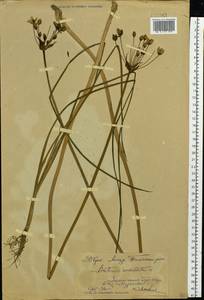 Butomus umbellatus L., Siberia, Russian Far East (S6) (Russia)