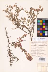 Atraphaxis replicata Lam., Eastern Europe, Lower Volga region (E9) (Russia)