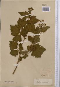 Rubus caesius L., Middle Asia, Northern & Central Kazakhstan (M10) (Kazakhstan)