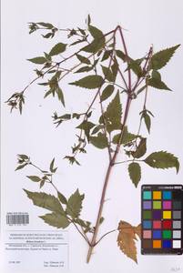 Bidens frondosa L., Eastern Europe, Moscow region (E4a) (Russia)