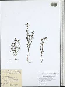 Chaenorhinum minus, Eastern Europe, Central region (E4) (Russia)