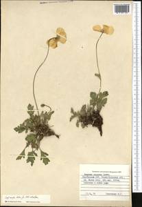 Papaver croceum Ledeb., Middle Asia, Northern & Central Tian Shan (M4) (Kyrgyzstan)