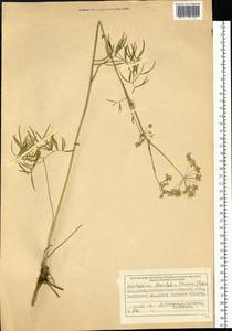 Cenolophium fischeri (Spreng.) W. D. J. Koch, Siberia, Western (Kazakhstan) Altai Mountains (S2a) (Kazakhstan)