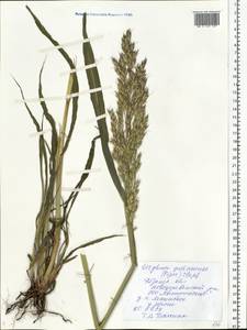 Sorghum drummondii (Nees ex Steud.) Millsp. & Chase, Eastern Europe, Central region (E4) (Russia)