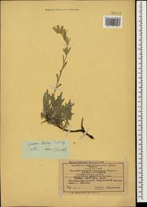 Onosma levinii T. N. Popova, Caucasus, Azerbaijan (K6) (Azerbaijan)