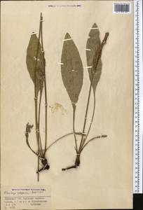 Plantago urvillei Opiz, Middle Asia, Muyunkumy, Balkhash & Betpak-Dala (M9) (Kazakhstan)