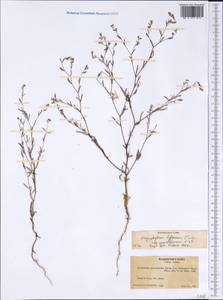 Gayophytum diffusum subsp. parviflorum Lewis & Szweykowski, America (AMER) (United States)