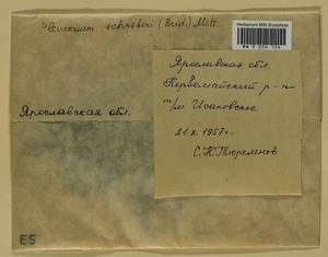 Pleurozium schreberi (Willd. ex Brid.) Mitt., Bryophytes, Bryophytes - Middle Russia (B6) (Russia)