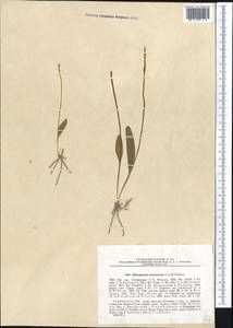 Ophioglossum thermale Kom., Middle Asia, Pamir & Pamiro-Alai (M2) (Tajikistan)