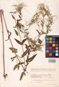 Epilobium pseudorubescens A. K. Skvortsov, Eastern Europe, Northern region (E1) (Russia)