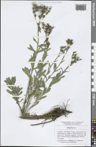 Linum flavum L., Eastern Europe, Middle Volga region (E8) (Russia)