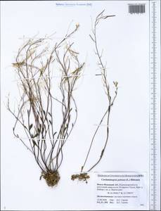 Arabidopsis lyrata subsp. petraea (L.) O'Kane & Al-Shehbaz, Siberia, Western Siberia (S1) (Russia)